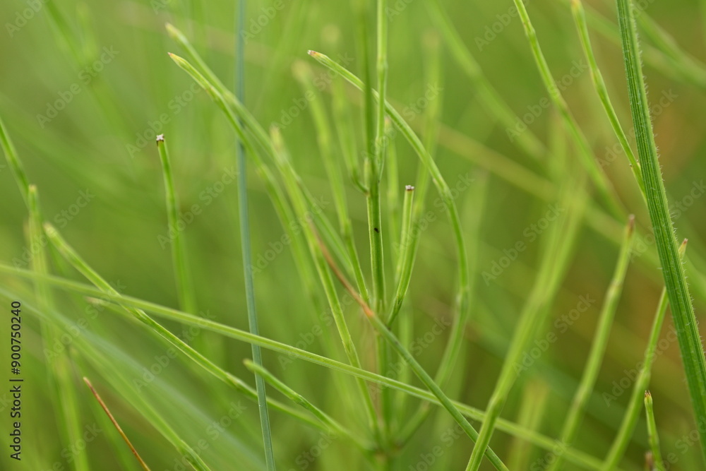 Green horsetail branch, close up photo of a medicinal plant Green horsetail branch, close up photo of a medicinal plant