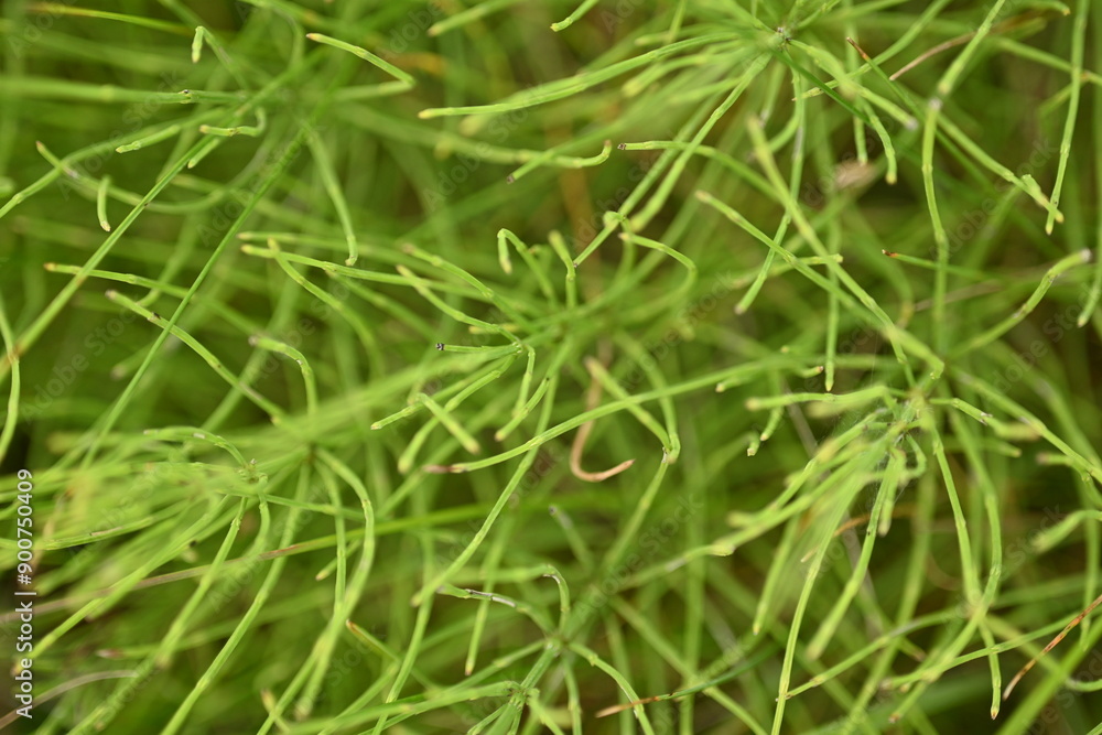 Green horsetail branch, close up photo of a medicinal plant Green horsetail branch, close up photo of a medicinal plant