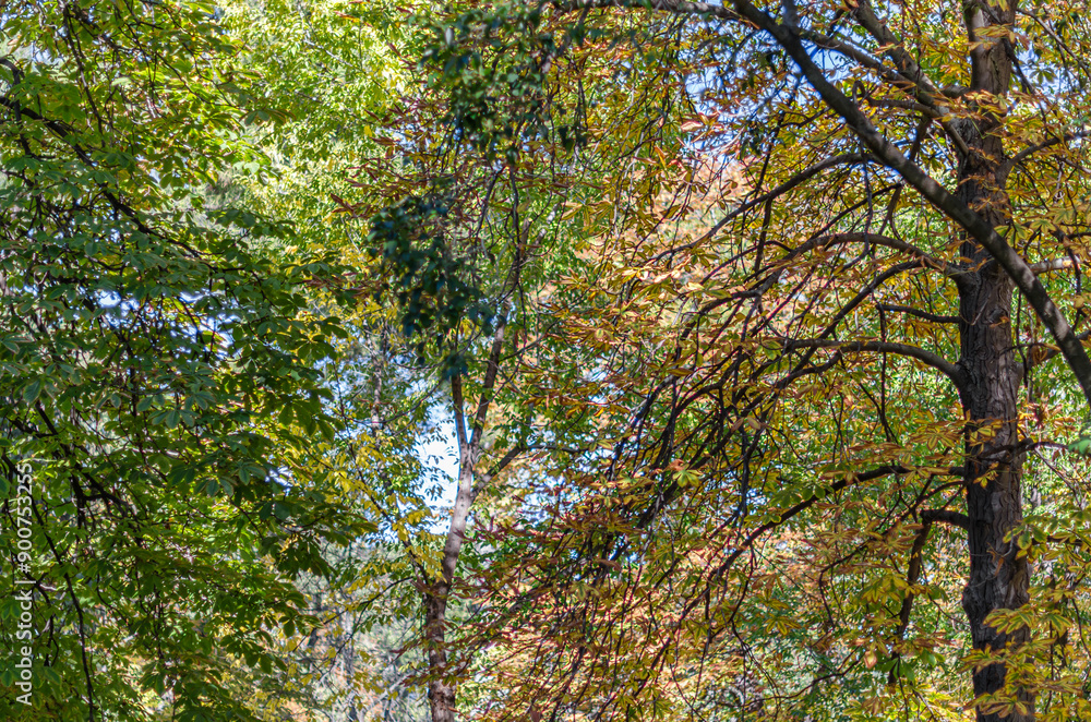 Colorful leaves on tree branches in a park Colorful leaves on tree branches in a park