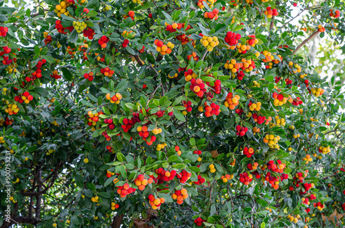Strawberry tree (Arbutus unedo) in a park in Madrid, Spain