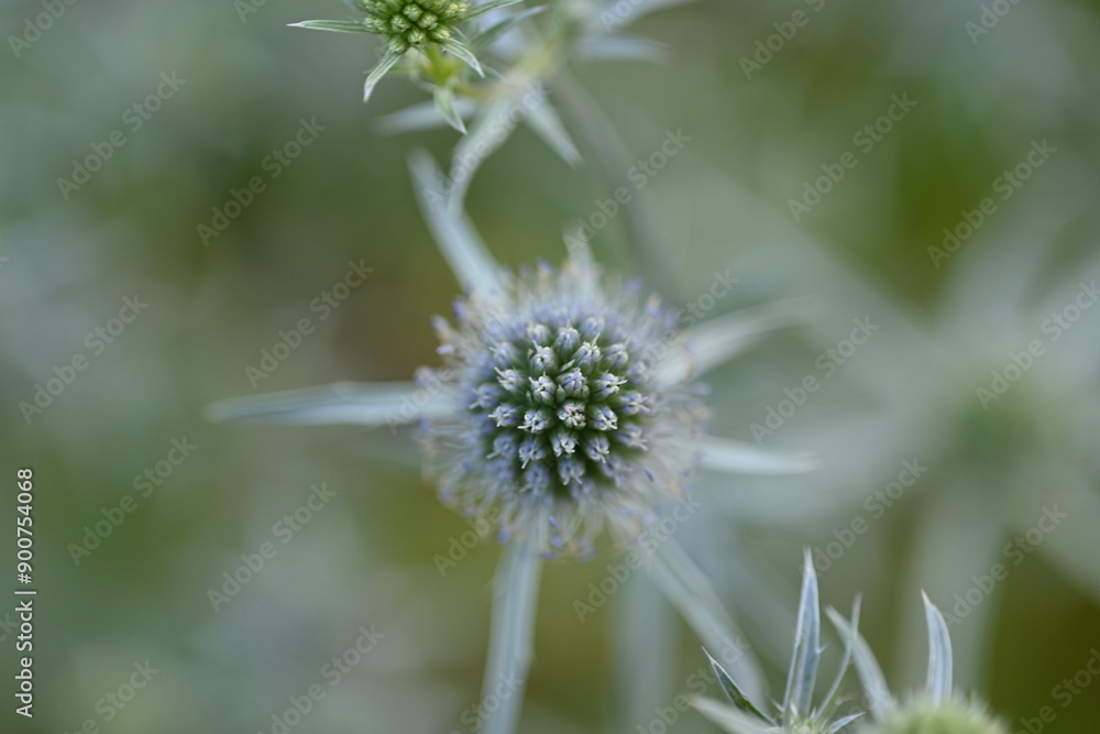 Blue green thorns closeup, symmetrical nature texture, photo for text, poster banner 