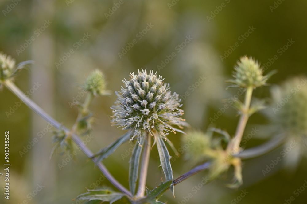 Abstract blue thorns on sunny background, summer abstract field background, Bluebells, or chertogon closeup as a background Abstract blue thorns on sunny background, summer abstract field background, Bluebells, or chertogon closeup as a background