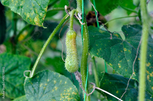The cucumber ovary turns yellow and dries out. Lack of microelements, nutrition.