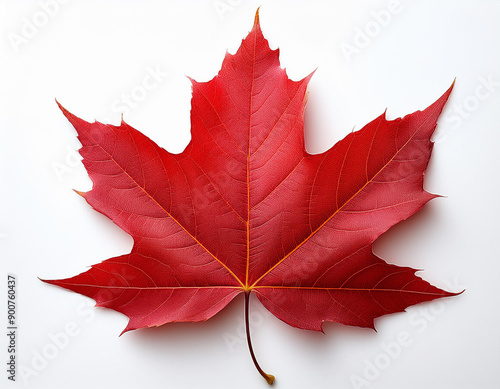 A red maple leaf isolated on white. Very detailed.