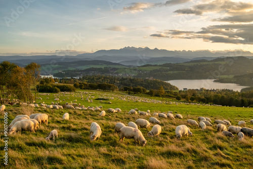 Obraz na płótnie The flock of sheep grazing in the mountains at sunset in Southern Poland w salonie