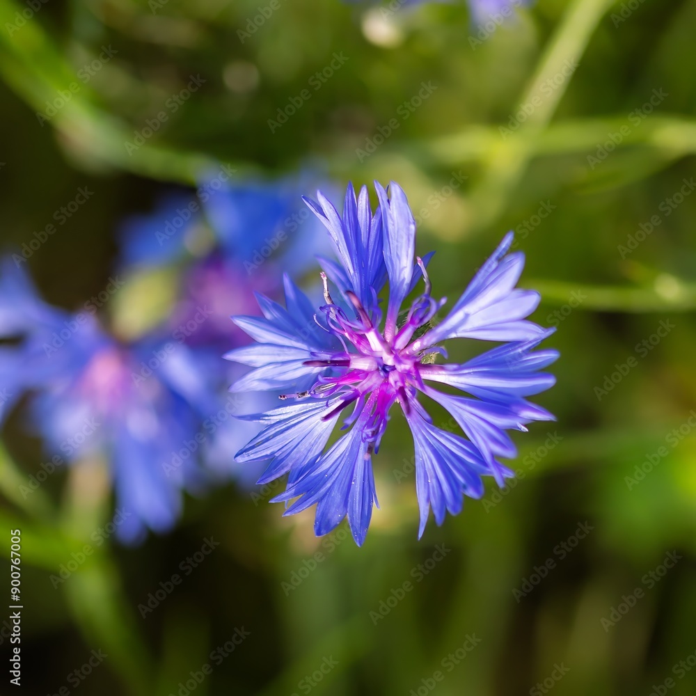 blooming cornflower blooming cornflower