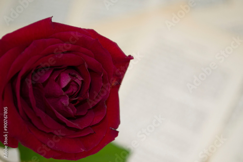 single red rose