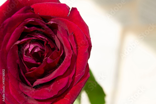 red rose with drops
