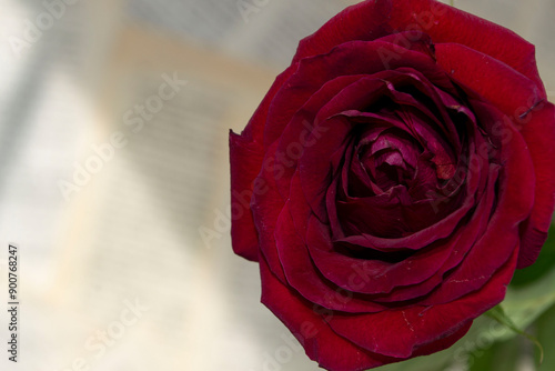 red rose with drops