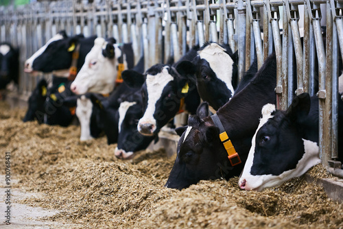 Several cows live in an old barn. Agricultural industry. Selective focus