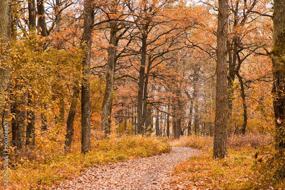 Wonderful forest path with yellow and red trees. Classic autumn landscape Wonderful forest path with yellow and red trees. Classic autumn landscape
