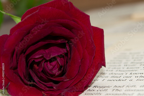 single red rose