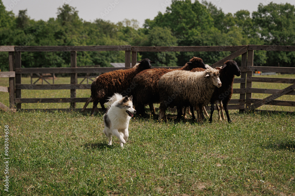 Fototapeta premium A white dog herds sheep in a pen against a beautiful green landscape