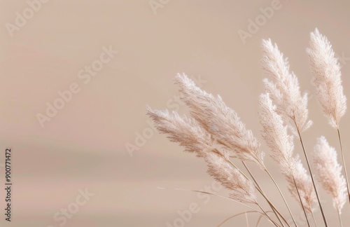 White Pampas Grass in Sunlight