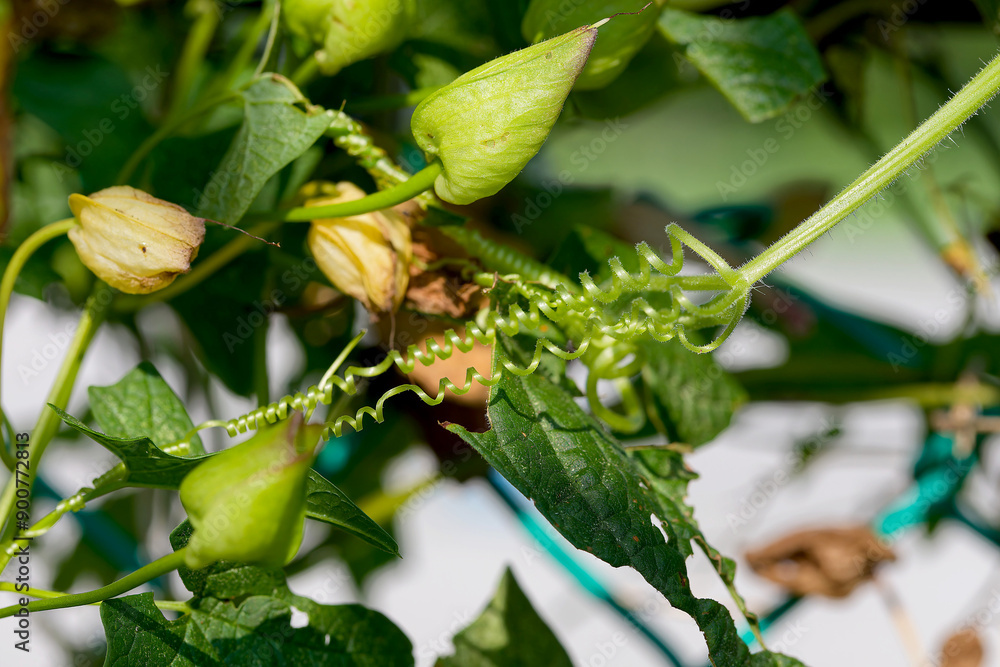 Photo of curling tendrils of Convolvulus. Species of flowering plants . Common names include bindweed and morning glory