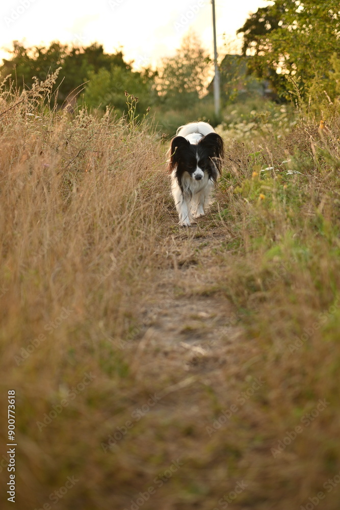 black and white papillon dog running in a meadow, a black and white pallion running in a field black and white papillon dog running in a meadow, a black and white pallion running in a field