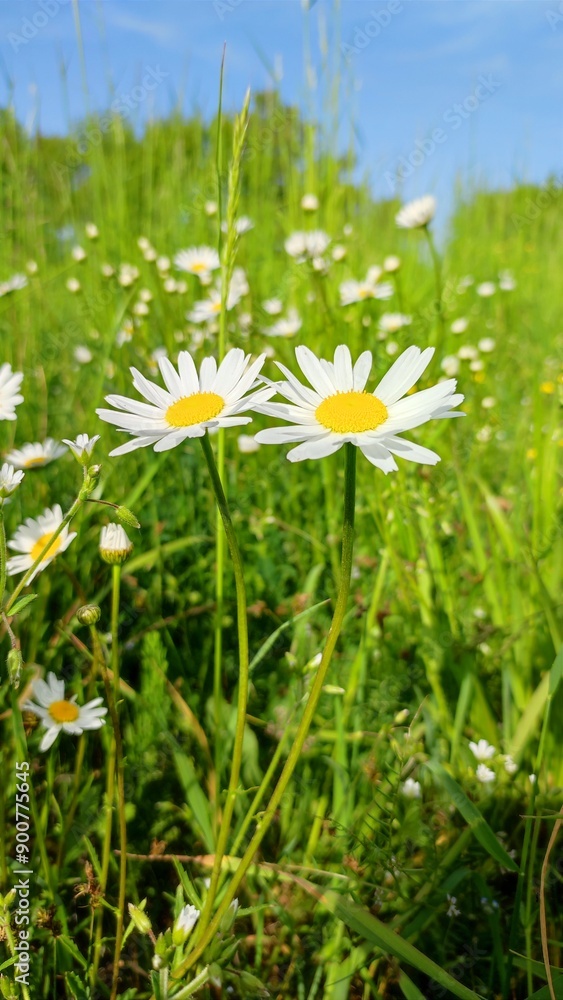 white and yellow flowers in the meadow in Central Europe (Poland), Bellis perennis, Leucanthemum vulgare or one of the camomile species white and yellow flowers in the meadow in Central Europe (Poland), Bellis perennis, Leucanthemum vulgare or one of the camomile species