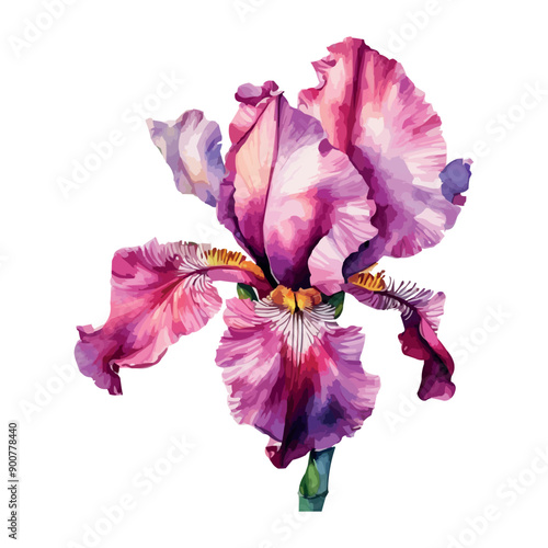 Summer garden iris flowers, watercolor vector illustration.