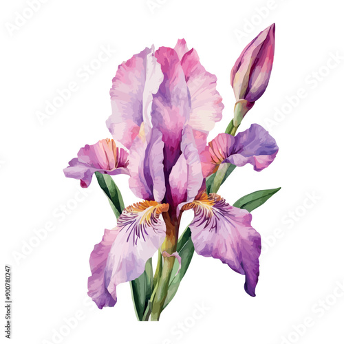 Summer garden iris flowers, watercolor vector illustration.