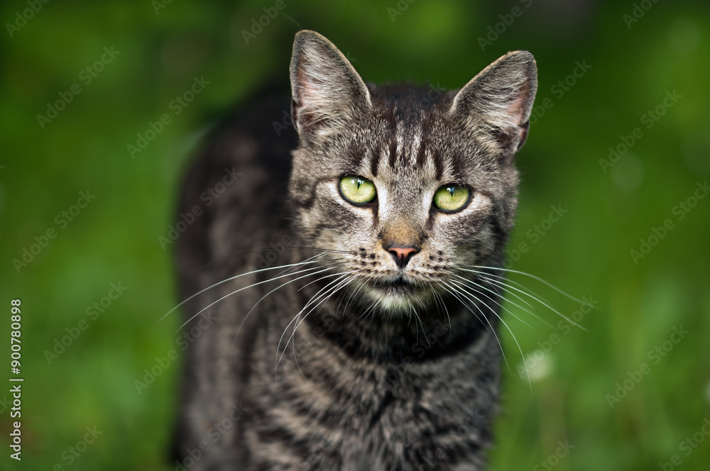 Curious tabby cat on natural blurred green background. Looking into camera Curious tabby cat on natural blurred green background. Looking into camera