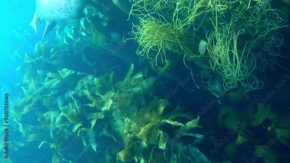 Three grey seals, a mother, a father, and their pup, swim through kelp seaweeds in a Breton archipelago. Check the gallery for similar footages. Three grey seals, a mother, a father, and their pup, swim through kelp seaweeds in a Breton archipelago. Check the gallery for similar footages.
