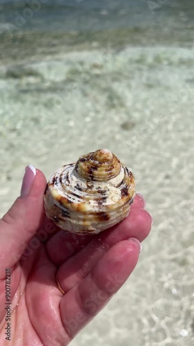 Muscheln, Seychellen, La Digue  photo