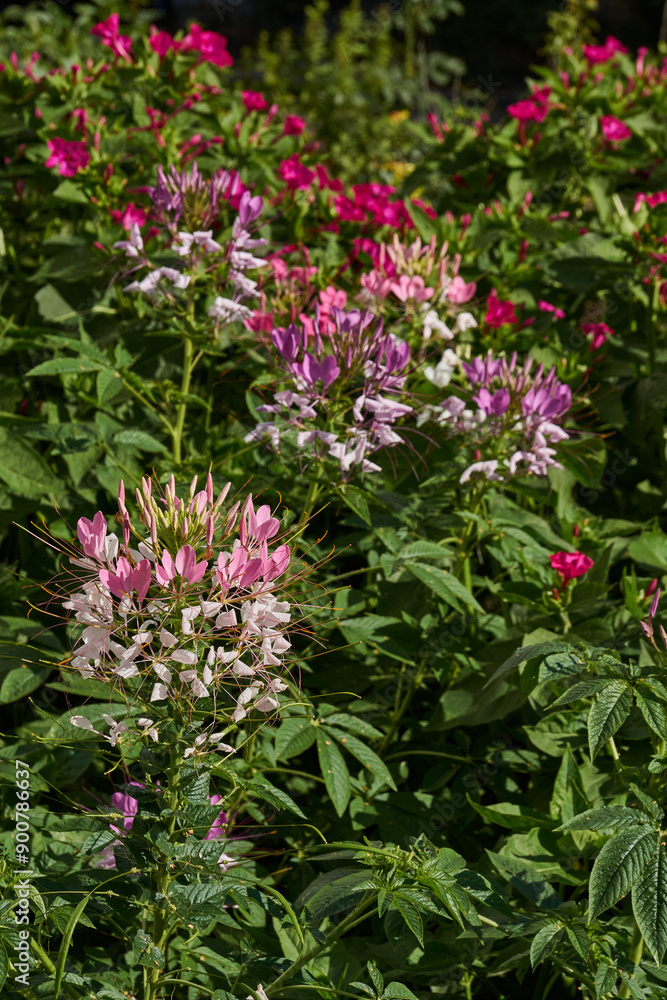 Cleome blooms in the garden. Cleome (lat. Cleome) is a genus of annual or biennial plants of the Cleomaceae family. Cleome blooms in the garden. Cleome (lat. Cleome) is a genus of annual or biennial plants of the Cleomaceae family.