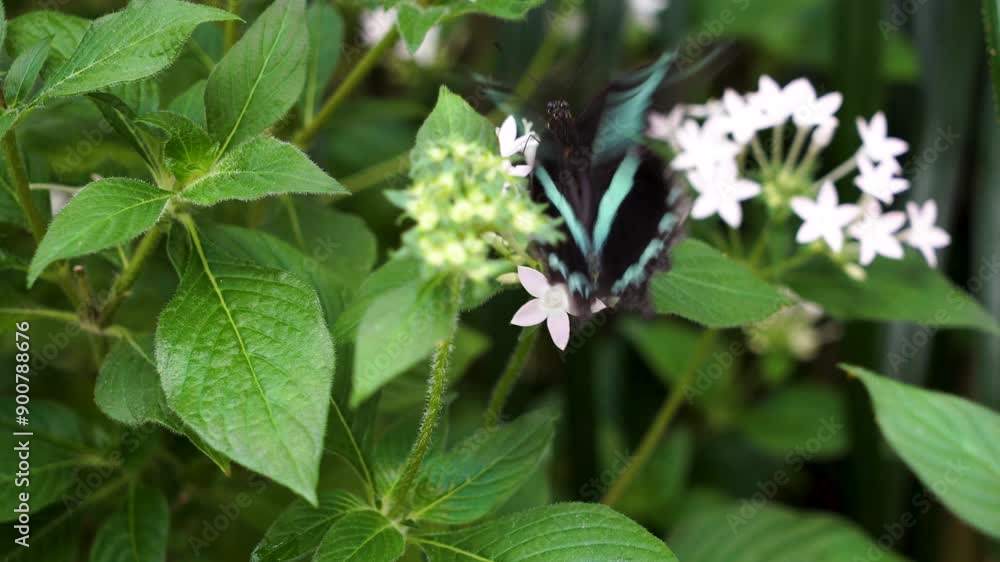 Captivating Butterfly Feeding on Delicate White Flowers in Lush Garden Setting Captivating Butterfly Feeding on Delicate White Flowers in Lush Garden Setting
