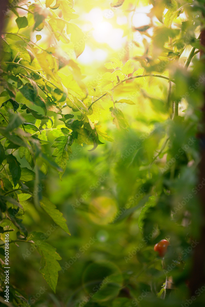 Green tomato leaves in the garden, selective focus Green tomato leaves in the garden, selective focus