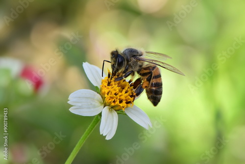 Abelha na flor branca