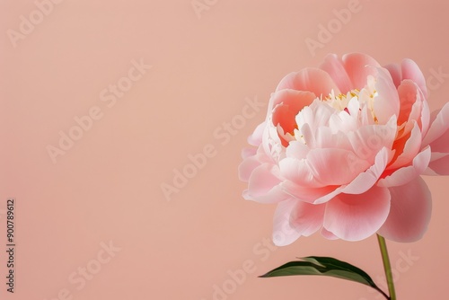 Pink Peony Close-Up on Pink Background
