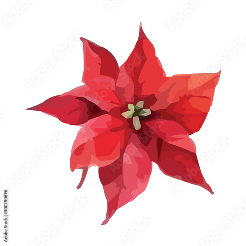 Watercolor red poinsettia flowers, Christmas bouquets, vector isolated on white.