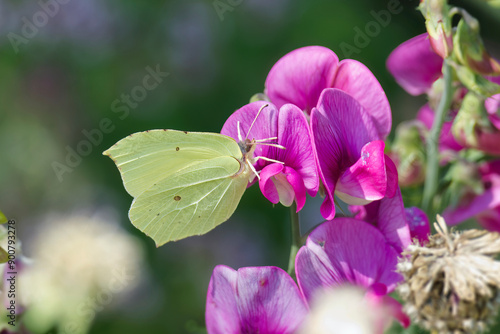 Common brimstone butterfly (Gonepteryx rhamni) sitting on a pink flower in Zurich, Switzerland photo