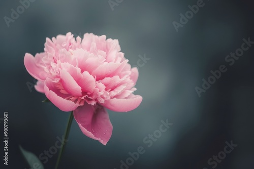 Pink Peony Flower Against a Dark Background