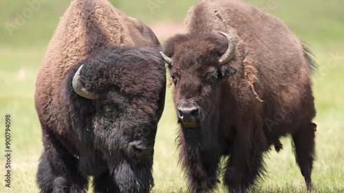 American Bison (Bison bison) or Buffalo Bull and Cow showing interest in each other as the breeding season arrives, July in South Dakota. Slow-motion, 1/2 natural speed.