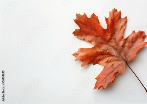 Single Brown Leaf on White Background