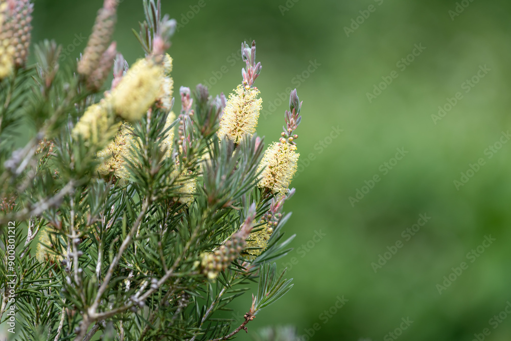 Close up of alpine bottlebrush (melaleuca pitypoides) flowers in bloom Close up of alpine bottlebrush (melaleuca pitypoides) flowers in bloom