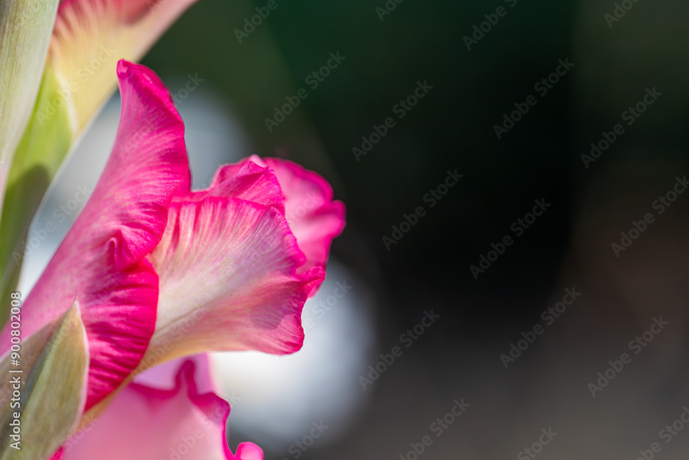 Fototapeta premium Pink Gladiolus Bloom in a summer garden