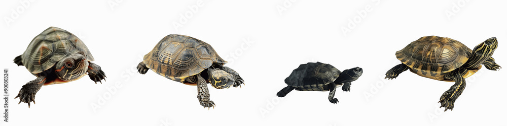 Obraz premium set of A turtle is slowly crawling, The Turtle's Leisurely Crawl, The Gentle Glide of a Turtle, The Turtle's Unhurried Crawl, Turtle Crawling at a Relaxed Pace, on a transparent backgrounds