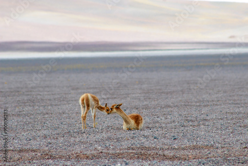 Animales