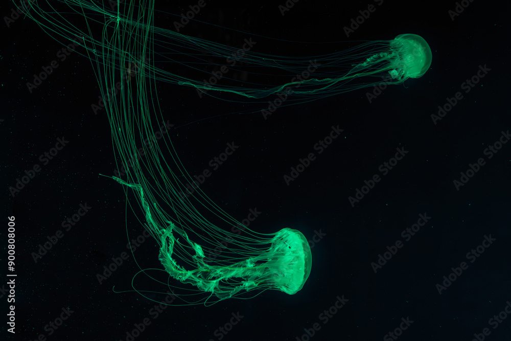 Φωτογραφία Two of Atlantic sea nettle jellyfish, Chrysaora quinquecirrha, East Cost sea nettle, swims in illuminated aquarium with green lighting