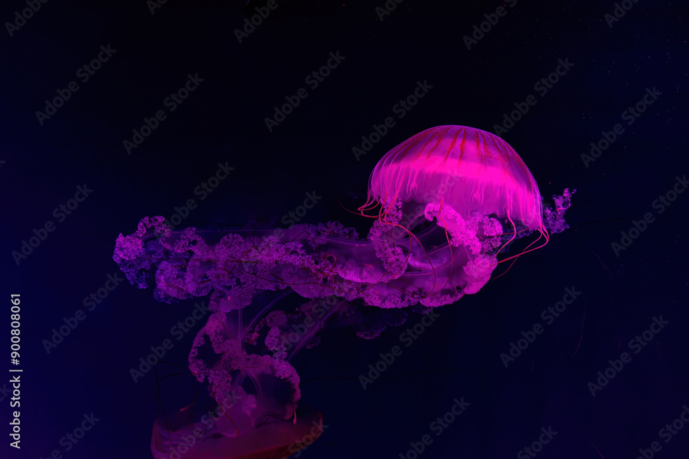 Φωτογραφία Two Jellifish South american sea nettle, Chrysaora plocamia swimming in aquarium tank with red neon illumination