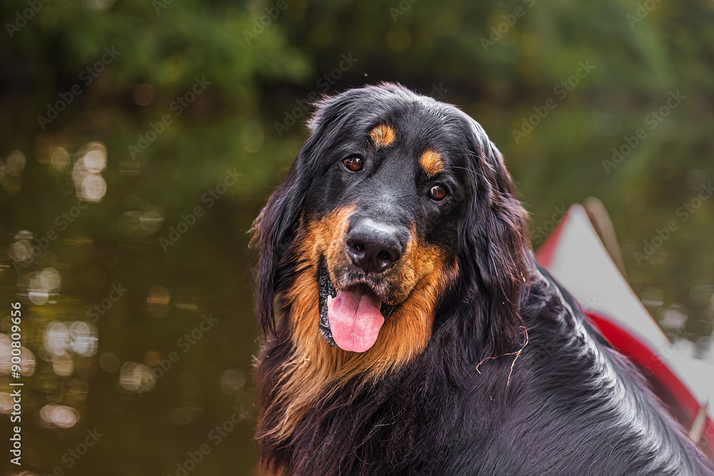 Fototapeta premium male black and gold Hovie dog hovawart he has a kind look
