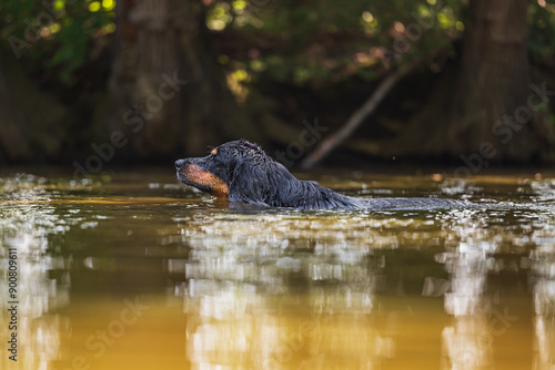 male black and gold Hovie dog hovawart swims in the river photo