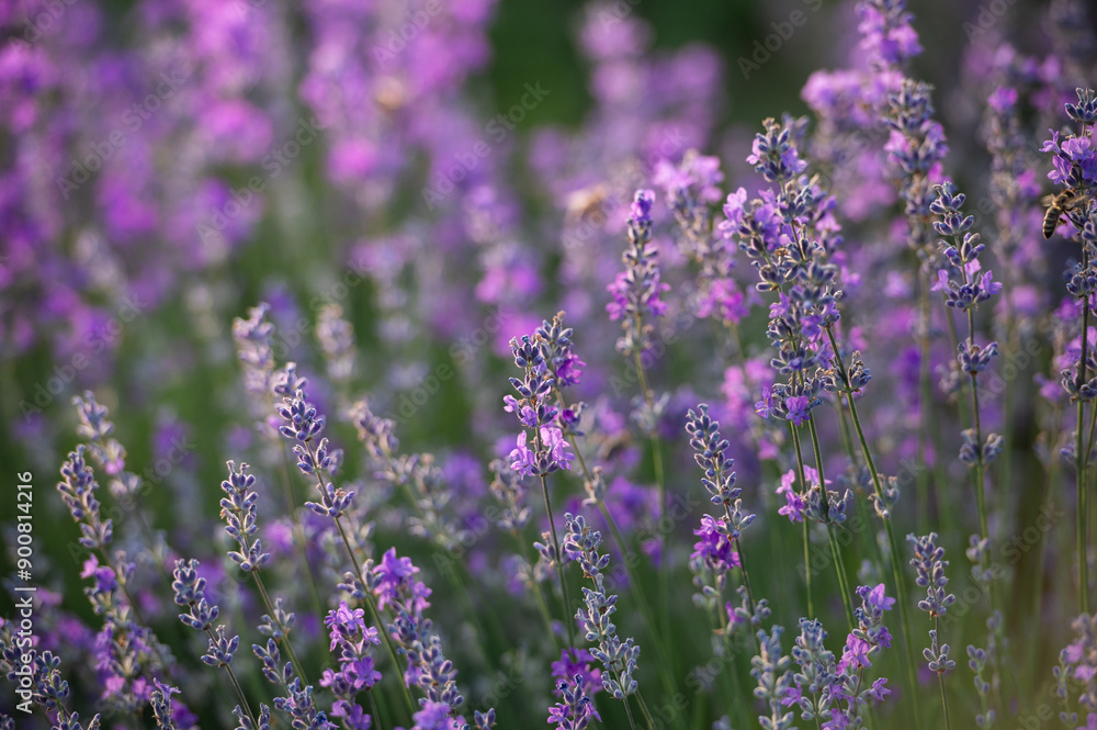 Lavender flowers in the sun in soft focus, pastel colors and blur background. Purple field of lavender. Lavender flowers in the sun in soft focus, pastel colors and blur background. Purple field of lavender.