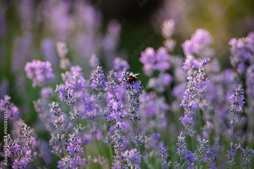 Lavender field in the summertime
Lavender field in the summertime