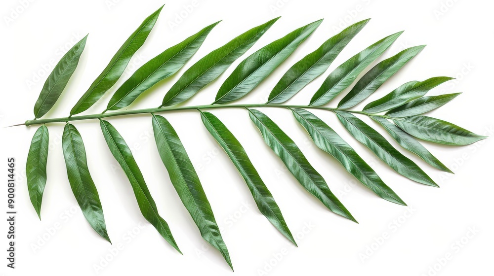 A high-quality image of a green palm leaf, isolated on a white background, showcasing its vibrant green color and detailed texture, perfect for botanical purposes. A high-quality image of a green palm leaf, isolated on a white background, showcasing its vibrant green color and detailed texture, perfect for botanical purposes.