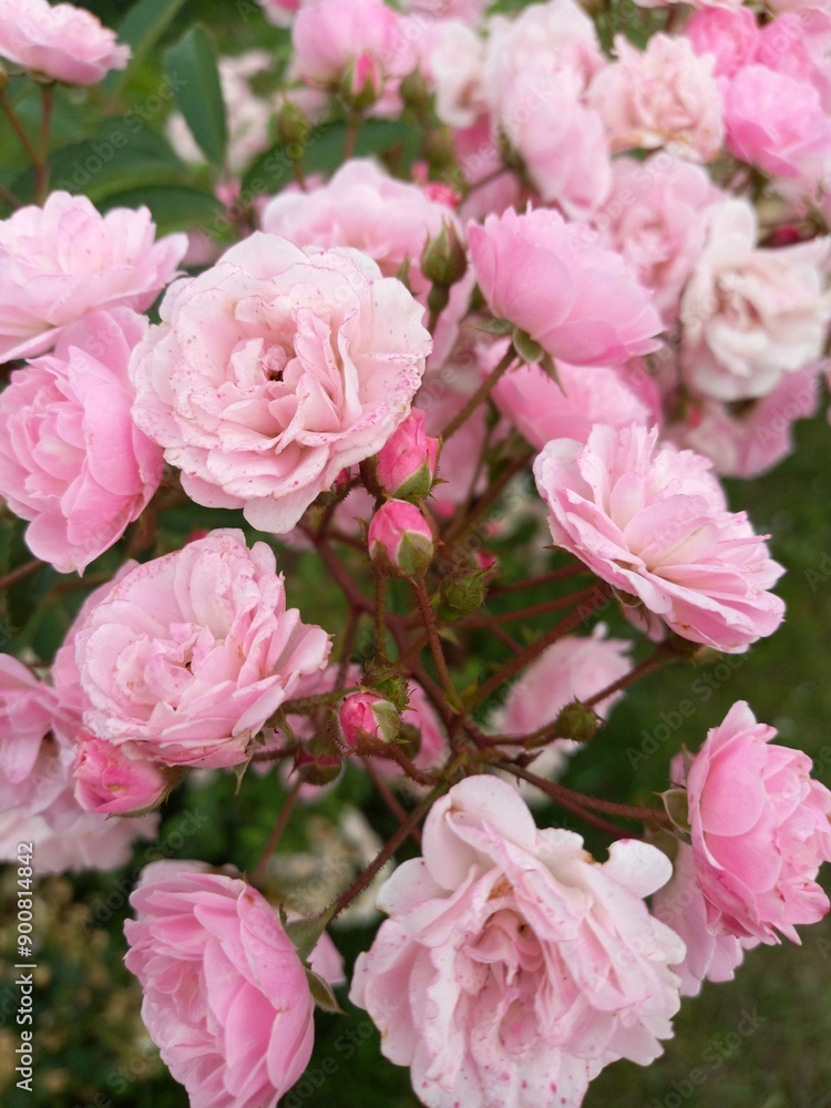 pink roses background pink roses background
