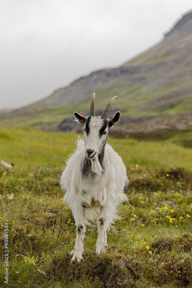 Fototapeta premium white goat on a meadow