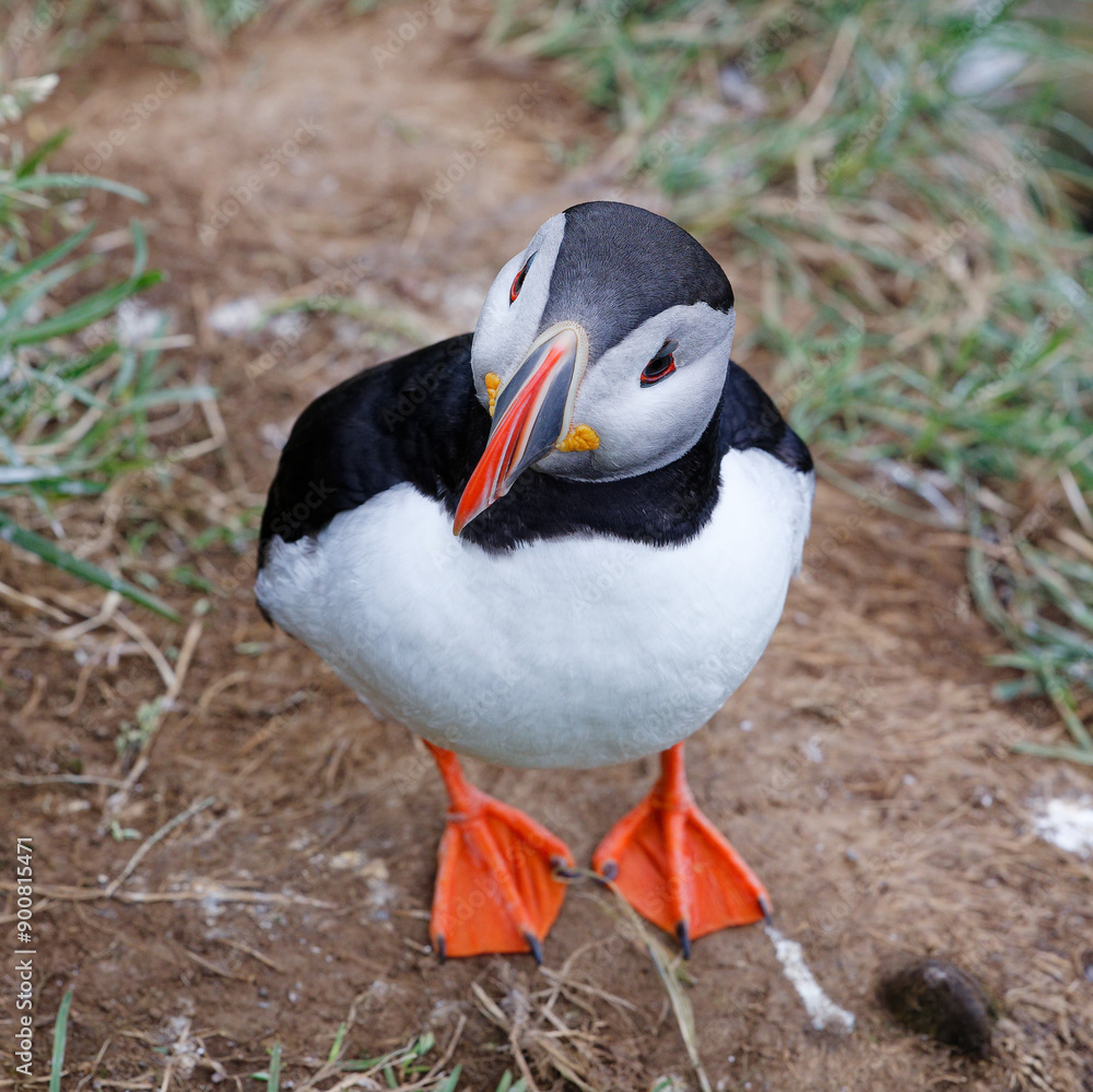 Fototapeta premium puffin